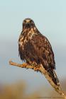 Raufussbussard